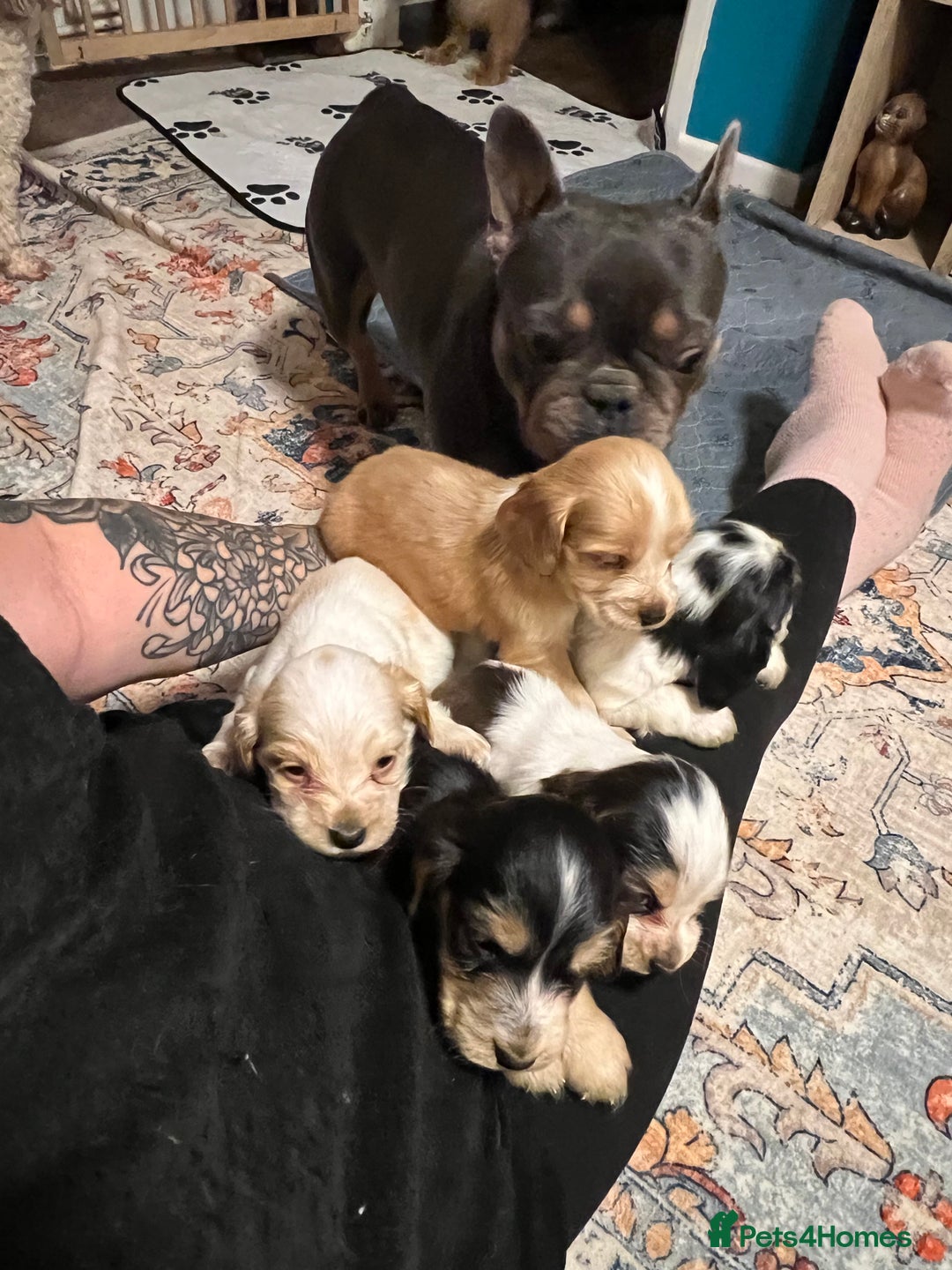 Cocker Spaniel dogs for sale: Show type cocker spaniel puppies - Advert 9