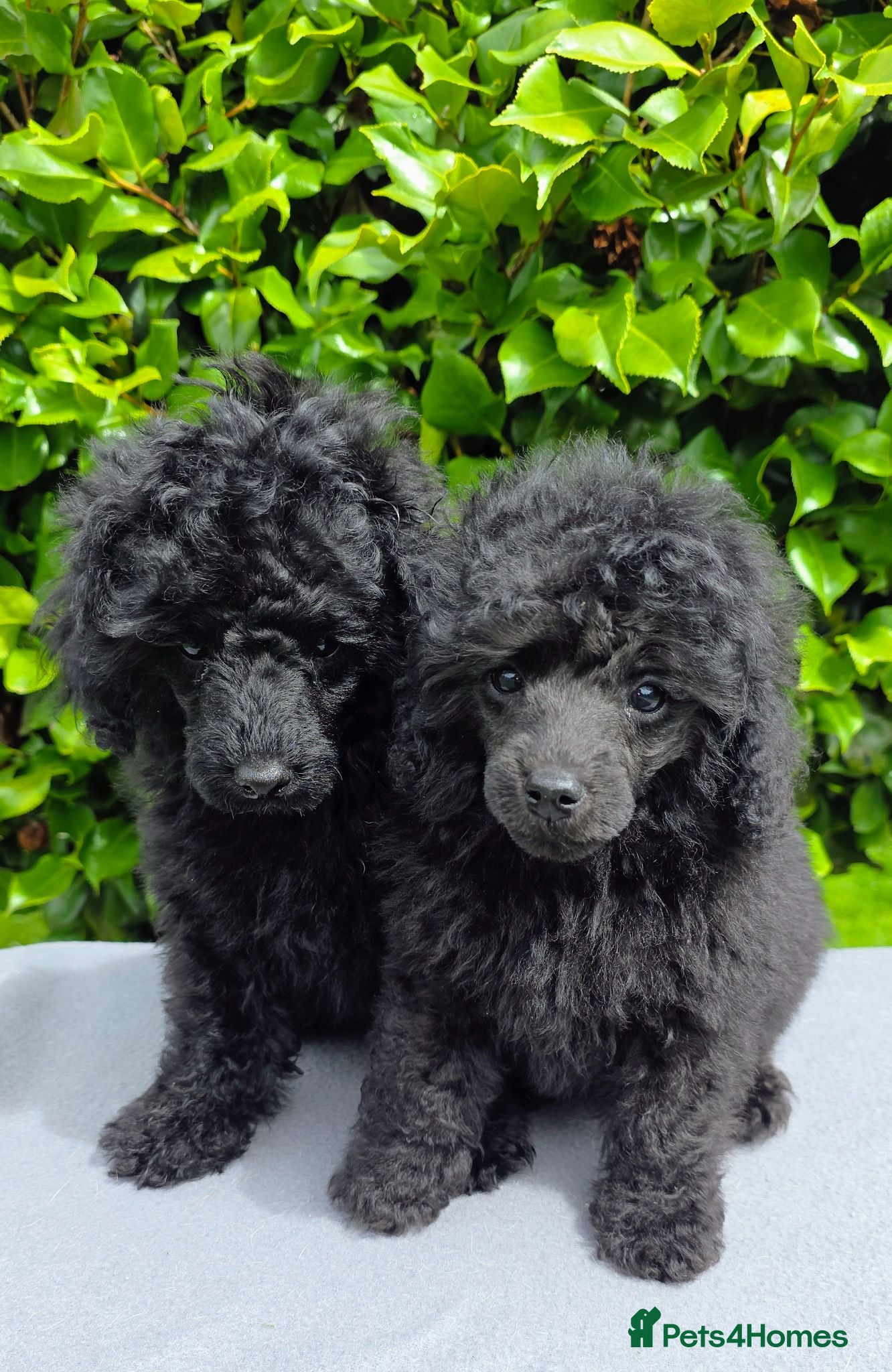 Toy Poodle dogs KC REGISTERED TOY POODLES FULLY HEALTH TESTED  - Advert 1