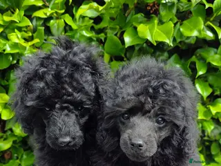 Toy Poodle dogs KC REGISTERED TOY POODLES FULLY HEALTH TESTED - Advert 1