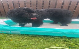 Newfoundland dogs for stud: Newfoundland stud  - Image 14