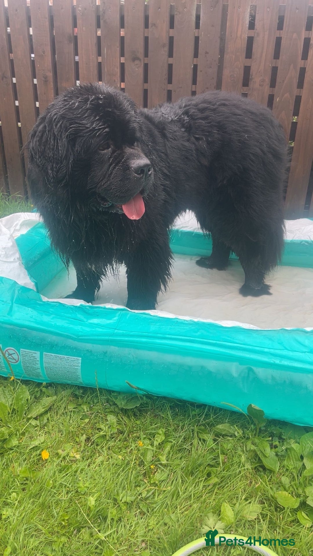 Newfoundland dogs for stud: Newfoundland stud  - Image 14