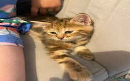 British Longhair cats for sale: 4 Beautiful tabby kittens - Image 14
