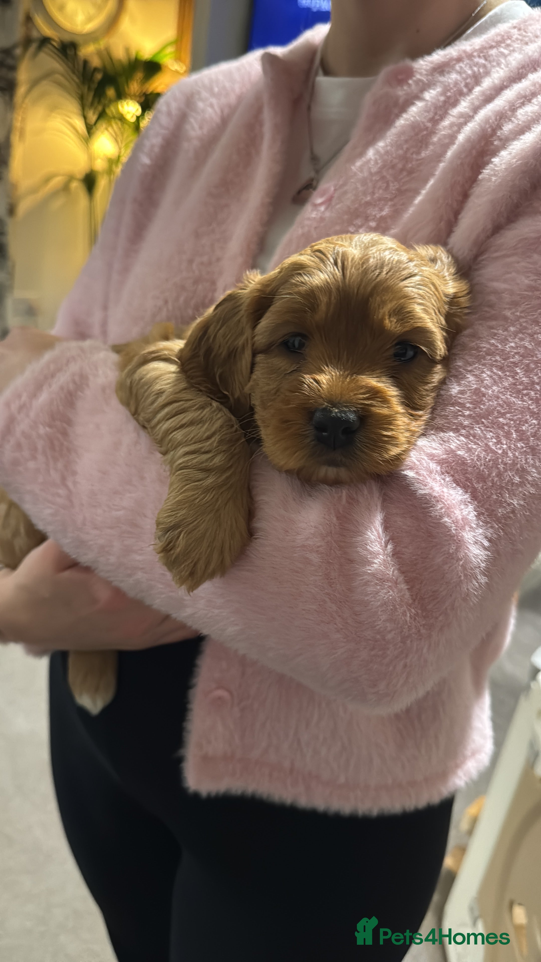 Double Doodle dogs 🐾 stunning Double Doodle puppies🐾 - Advert 5