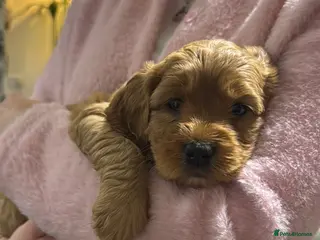 Double Doodle dogs 🐾 stunning Double Doodle puppies🐾 - Advert 5