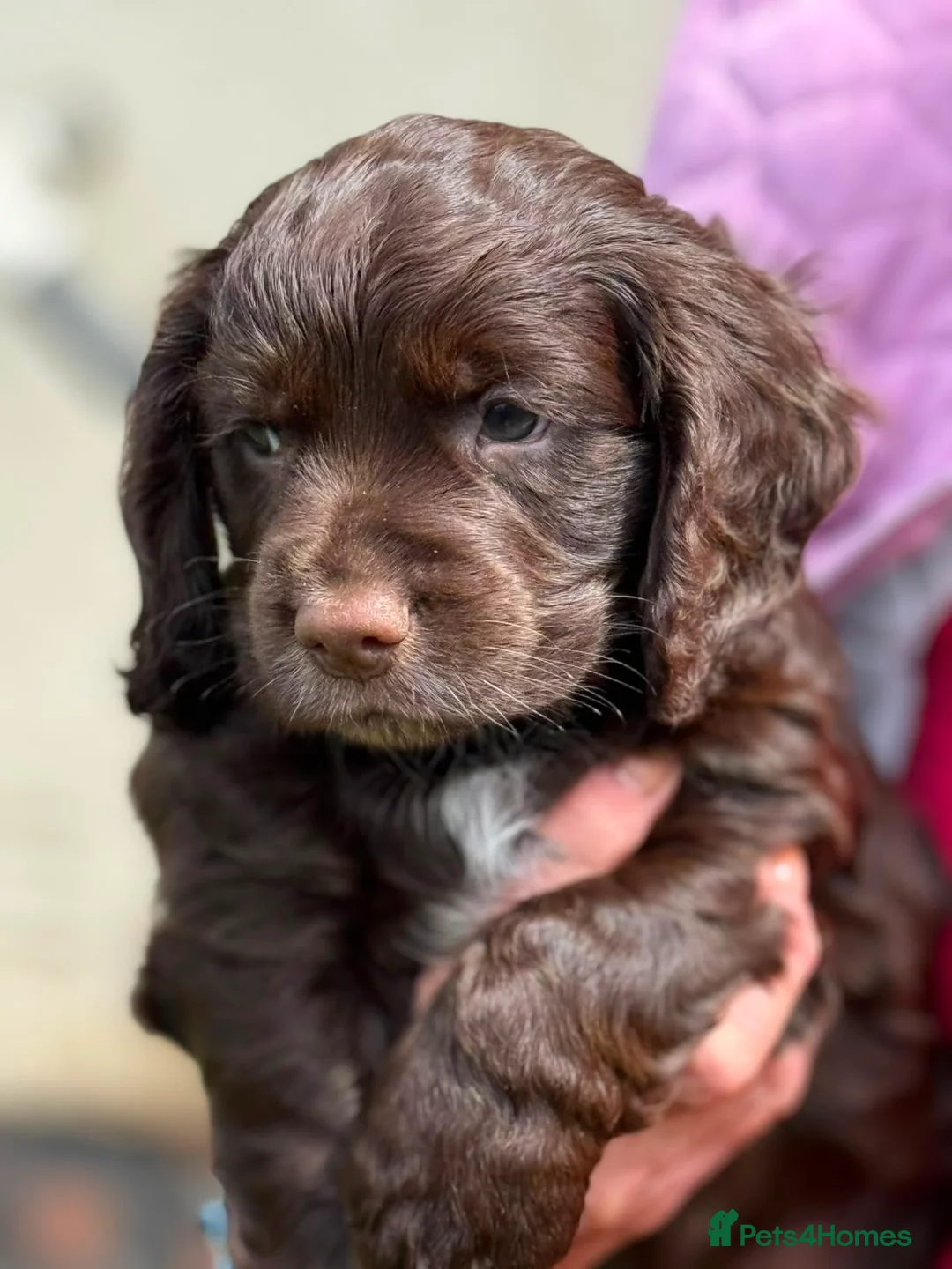 Cocker Spaniel dogs for sale: Exceptional Cocker spaniels  - Advert 2