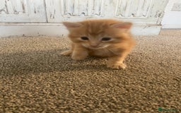 Domestic Shorthair cats for sale: 1 male and 3 female kittens ready next week  - Image 6