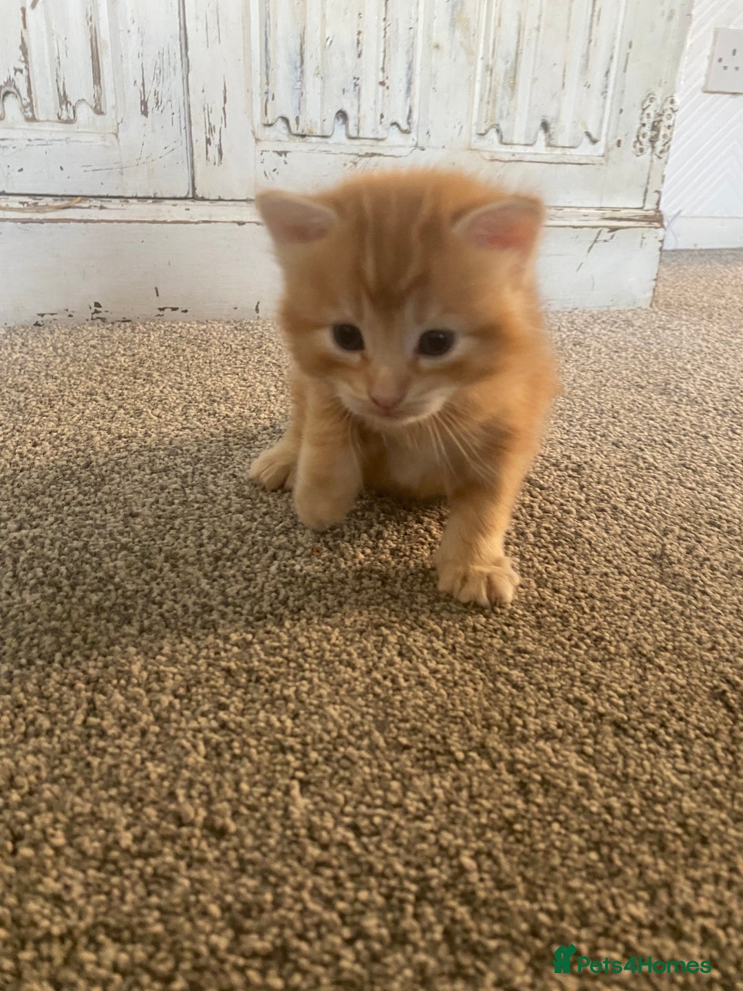 Domestic Shorthair cats for sale: 1 male and 3 female kittens ready next week  - Image 6