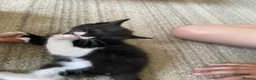 Mixed Breed cats for sale: One lovely tuxedo boy kitten - Advert 2