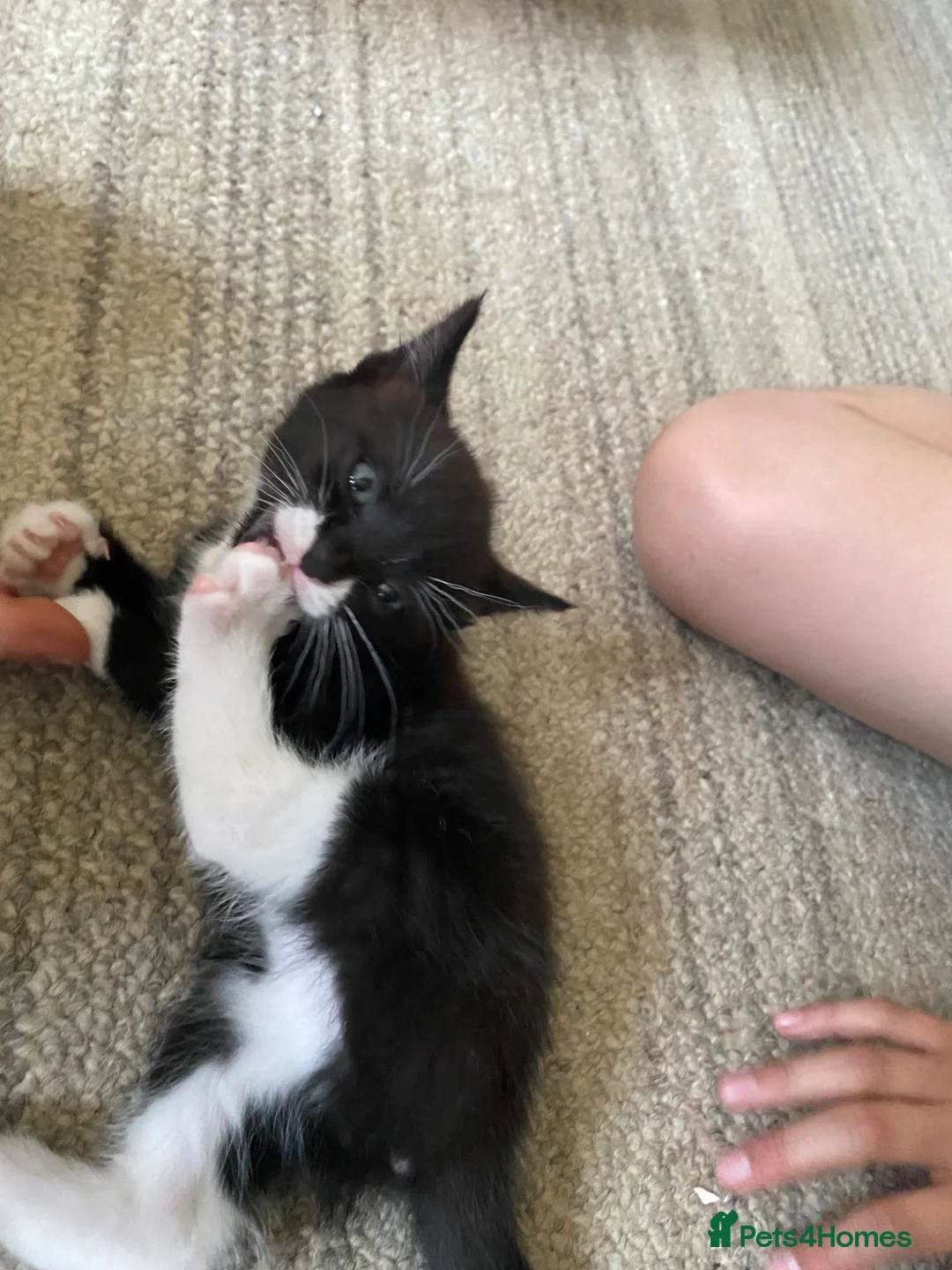 Mixed Breed cats for sale: One lovely tuxedo boy kitten - Advert 2