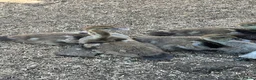 Ducks poultry for sale: Muscovy - lots of colours - Hatched Regularly - Advert 4