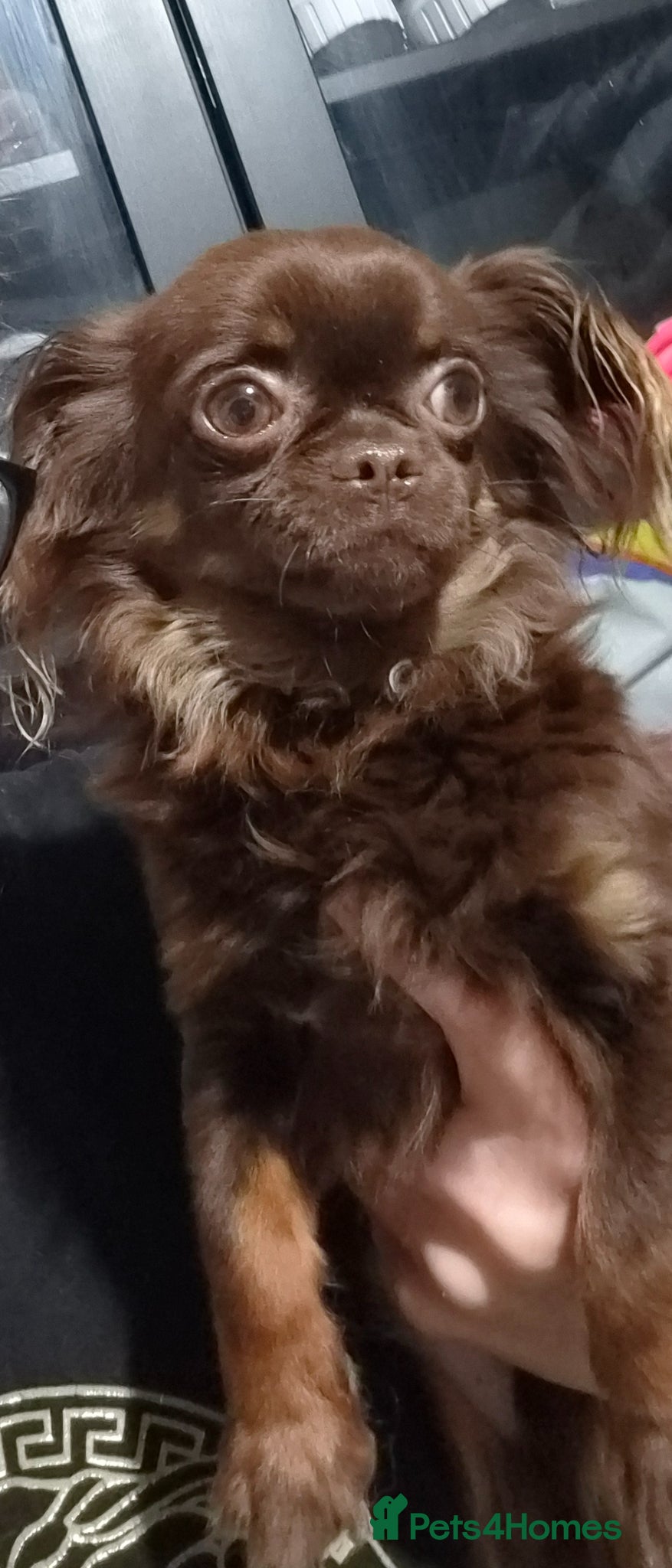 Chihuahua dogs 💙💙Little gentleman chihuauha💙💙 - Advert 8