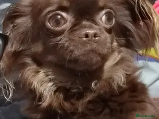 Chihuahua dogs 💙💙Little gentleman chihuauha💙💙 - Advert 8