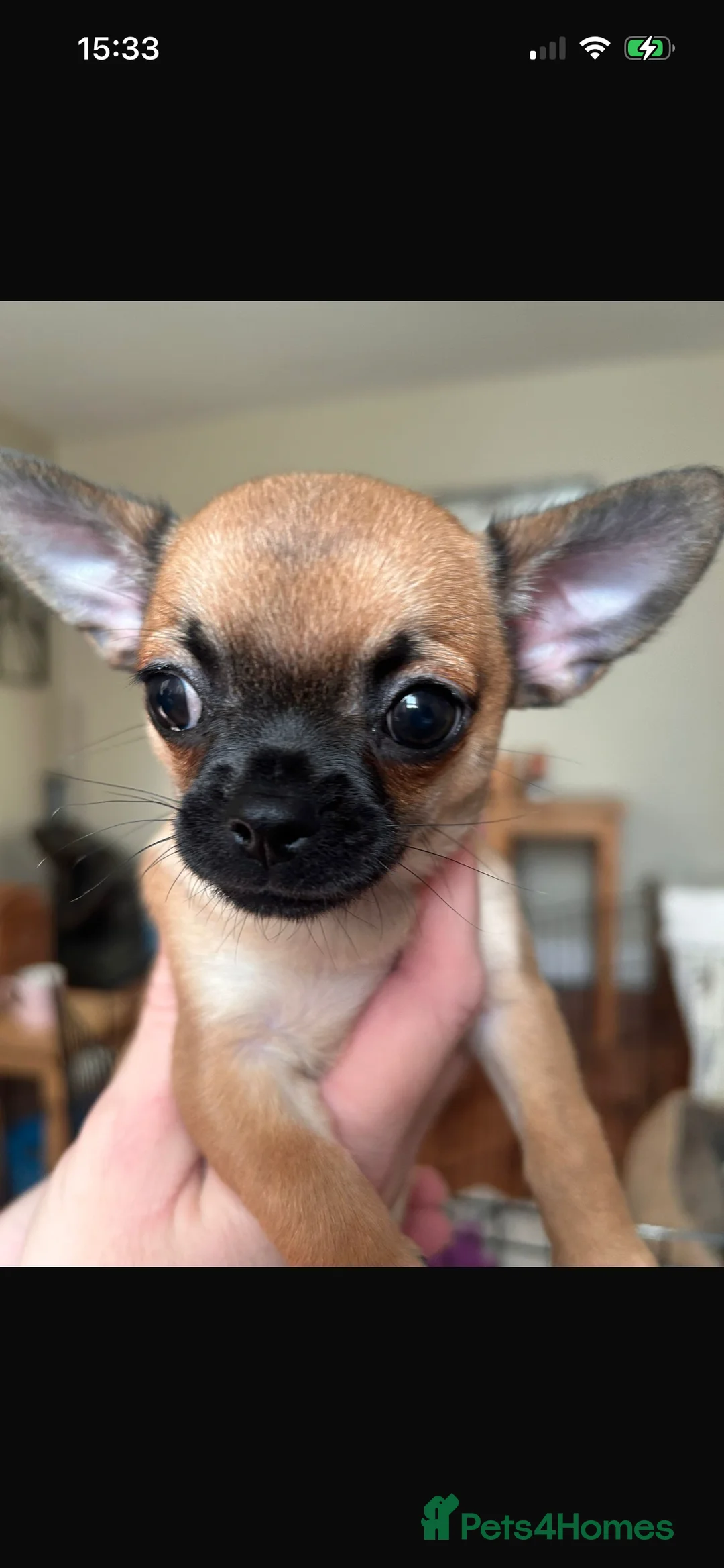 Chihuahua dogs for sale: Boy chihuahua smooth coat  - Advert 5