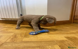 Labrador Retriever dogs for sale:  Ready for collection from today 🩶💚🩶   - Image 33