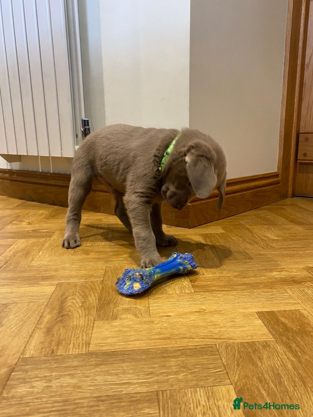 Labrador Retriever dogs for sale:  Ready for collection from today 🩶💚🩶   - Image 33