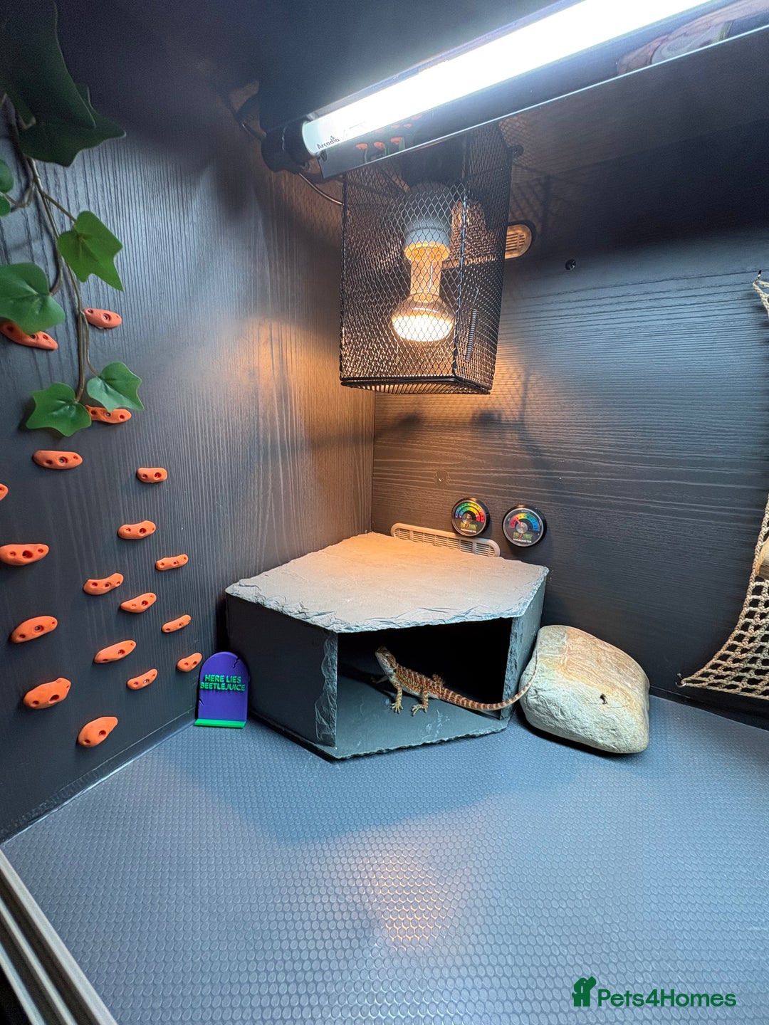 Bearded Dragon reptiles for sale: Young Dragon + Premium Setup *No Offers* Save £££ - Advert 9