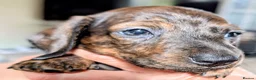Miniature Dachshund dogs for sale: Miniature Dachshund  - Advert 13