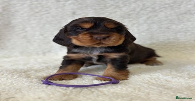 Cocker Spaniel dogs - Advert 3