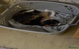 Mixed Breed cats for sale: Mixed Maine coon & bengal kitten - Image 8