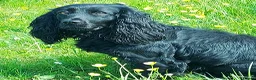 Cocker Spaniel dogs for sale: Beautiful Cocker Spaniel - Advert 3
