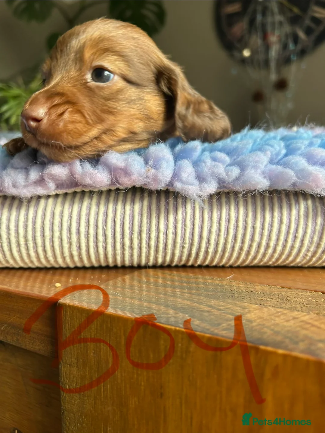 Miniature Dachshund dogs for sale: Miniature long haired dachshund  - Advert 6