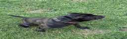 Staffordshire Bull Terrier dogs for sale: KC Black Puppies Ready Now - Advert 32