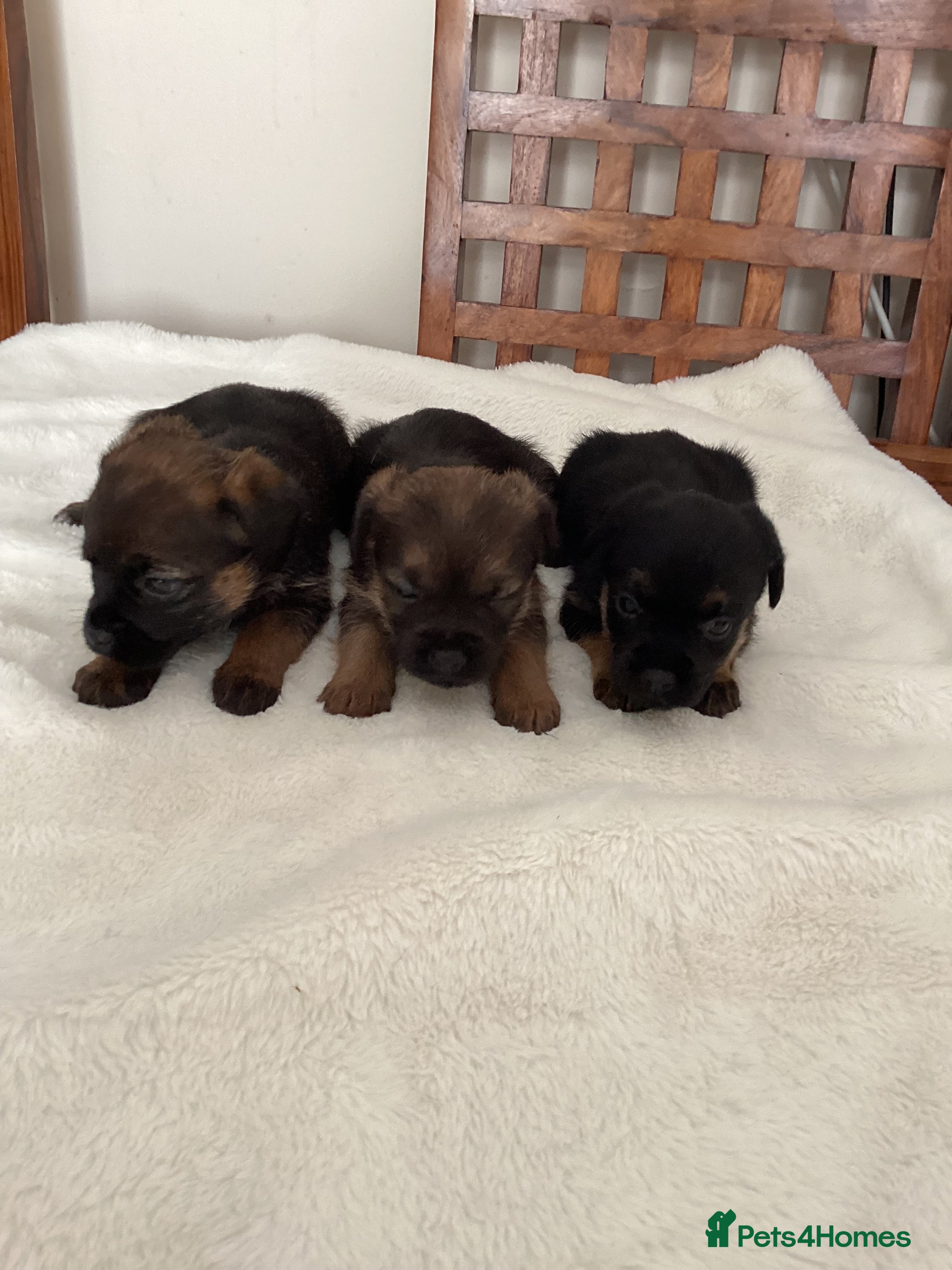 Border Terrier dogs for sale: Border Terrier Pups - Advert 4