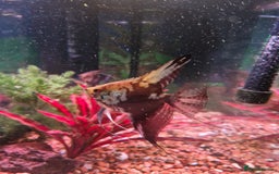Angelfish fish for sale: Angel fish - Image 2