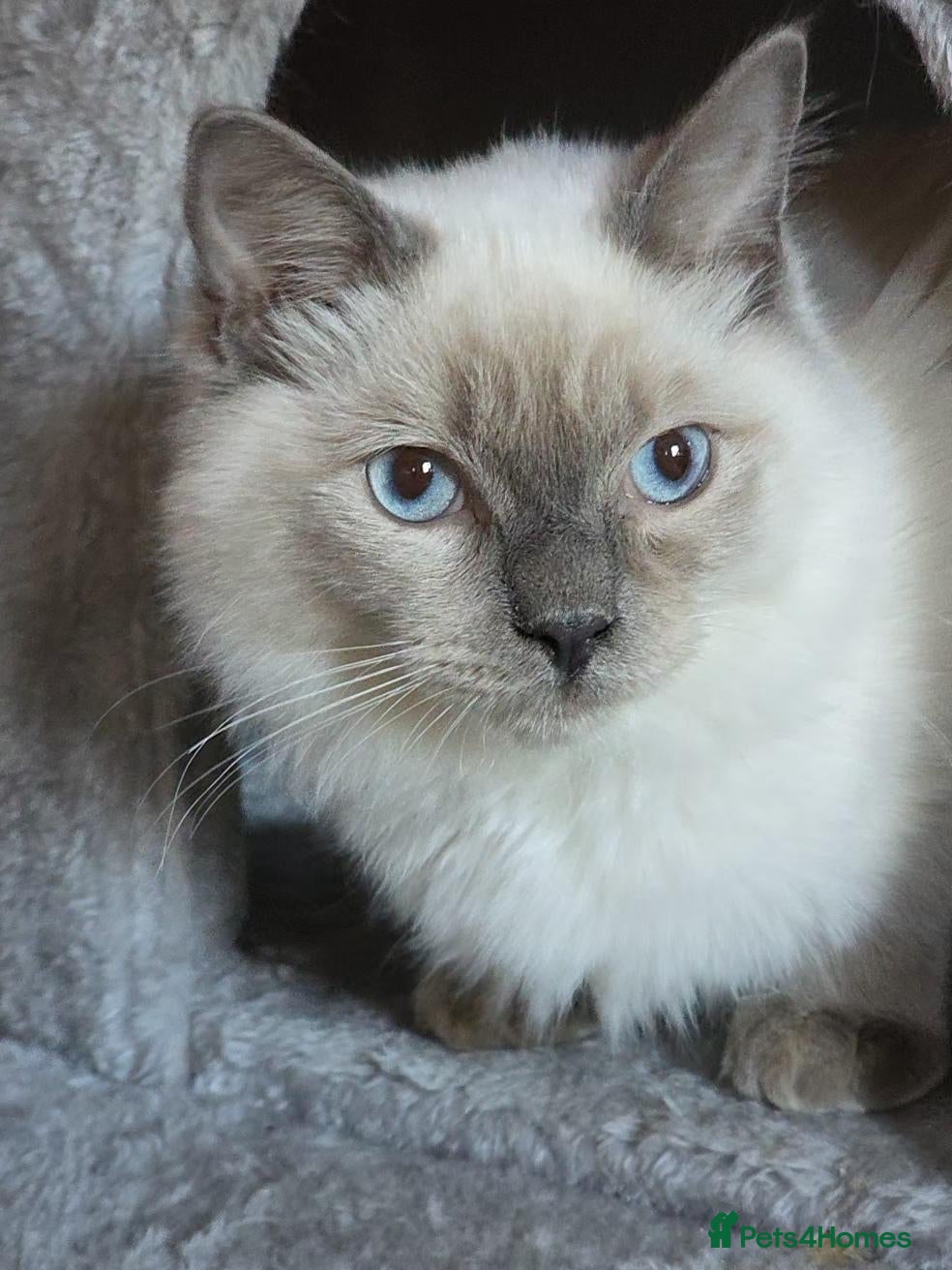 Ragdoll cats Ragdolls, Full vaccinations, Microchip, Insured.  - Advert 6