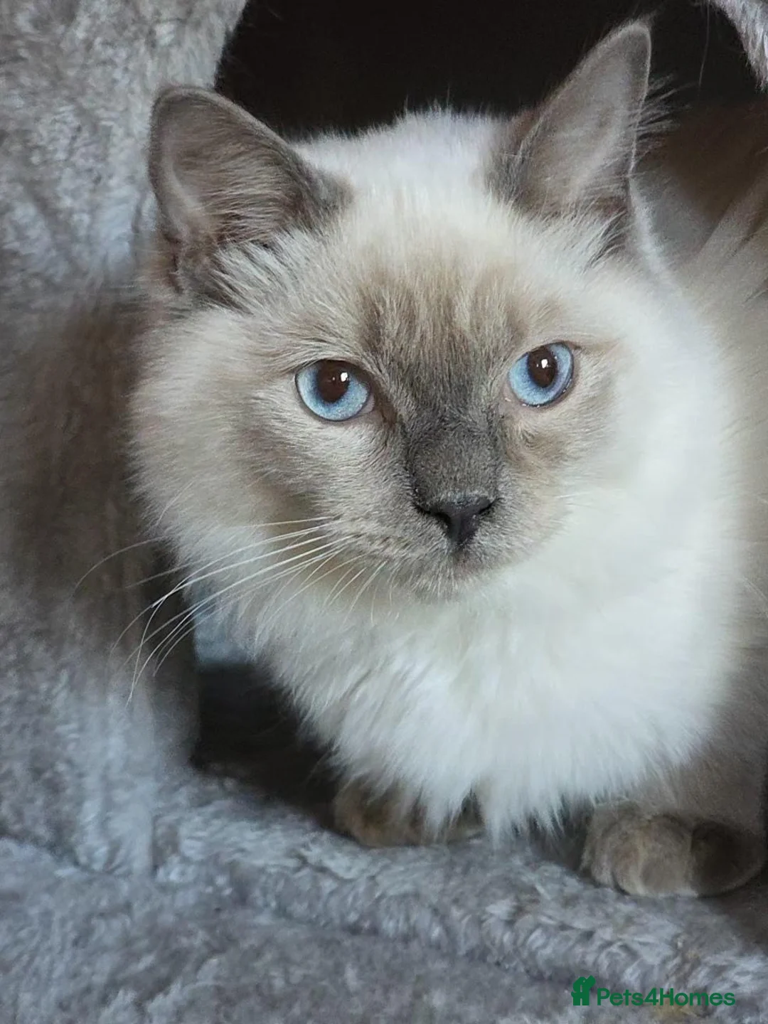 Ragdoll cats for sale: Shy Sweet Blue Boy Full vaccines Chipped Insured🤎 - Advert 1