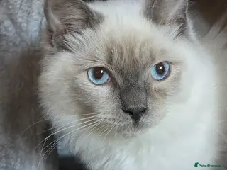 Ragdoll cats Ragdolls, Full vaccinations, Microchip, Insured. - Advert 6