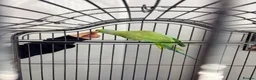 Ringnecks birds for sale: Beautiful Indian ringneck  in Corby - Advert 3