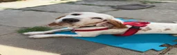 Mixed Breed dogs for adoption: Cora - lovely Sabueso Hound for adoption in Southampton - Advert 1