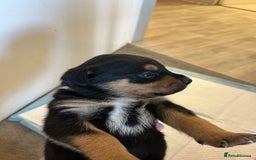 Rottweiler dogs for sale: 2x boys and 6x girls Rottweiler pups  - Image 8