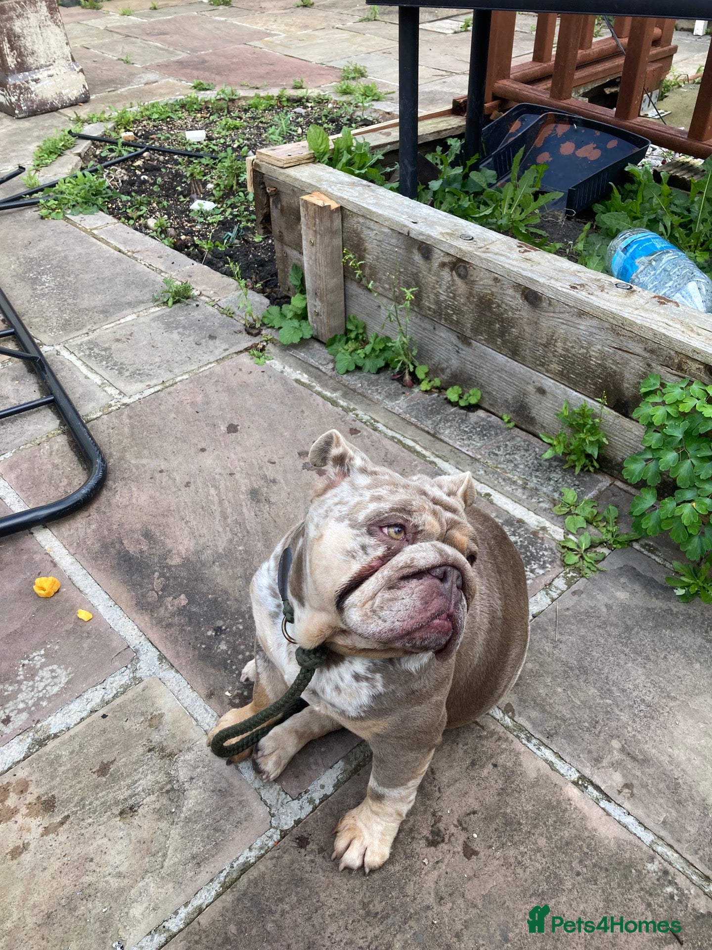 English Bulldog dogs Chocolate merly English mini bulldog  - Advert 1