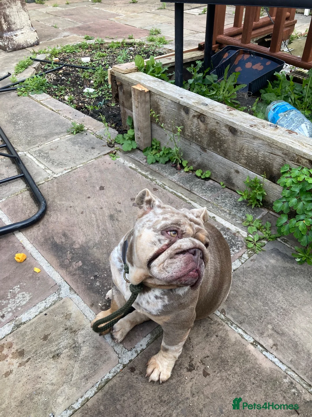English Bulldog dogs for sale: Chocolate merly English mini bulldog  in Burnley - Advert 1