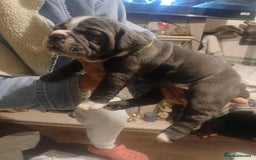 Olde English Bulldogge dogs for sale: Beautiful Litter OLDE ENGLISH BULLDOG  - Image 11