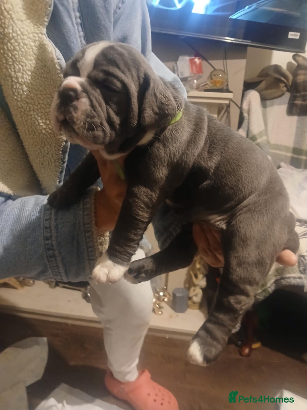 Olde English Bulldogge dogs for sale: Beautiful Litter OLDE ENGLISH BULLDOG  - Image 11