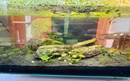 Angelfish fish for sale: Fish with tank  - Image 7
