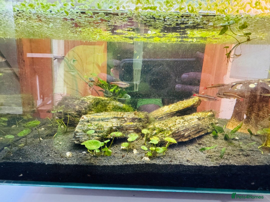 Angelfish fish for sale: Fish with tank  - Image 7