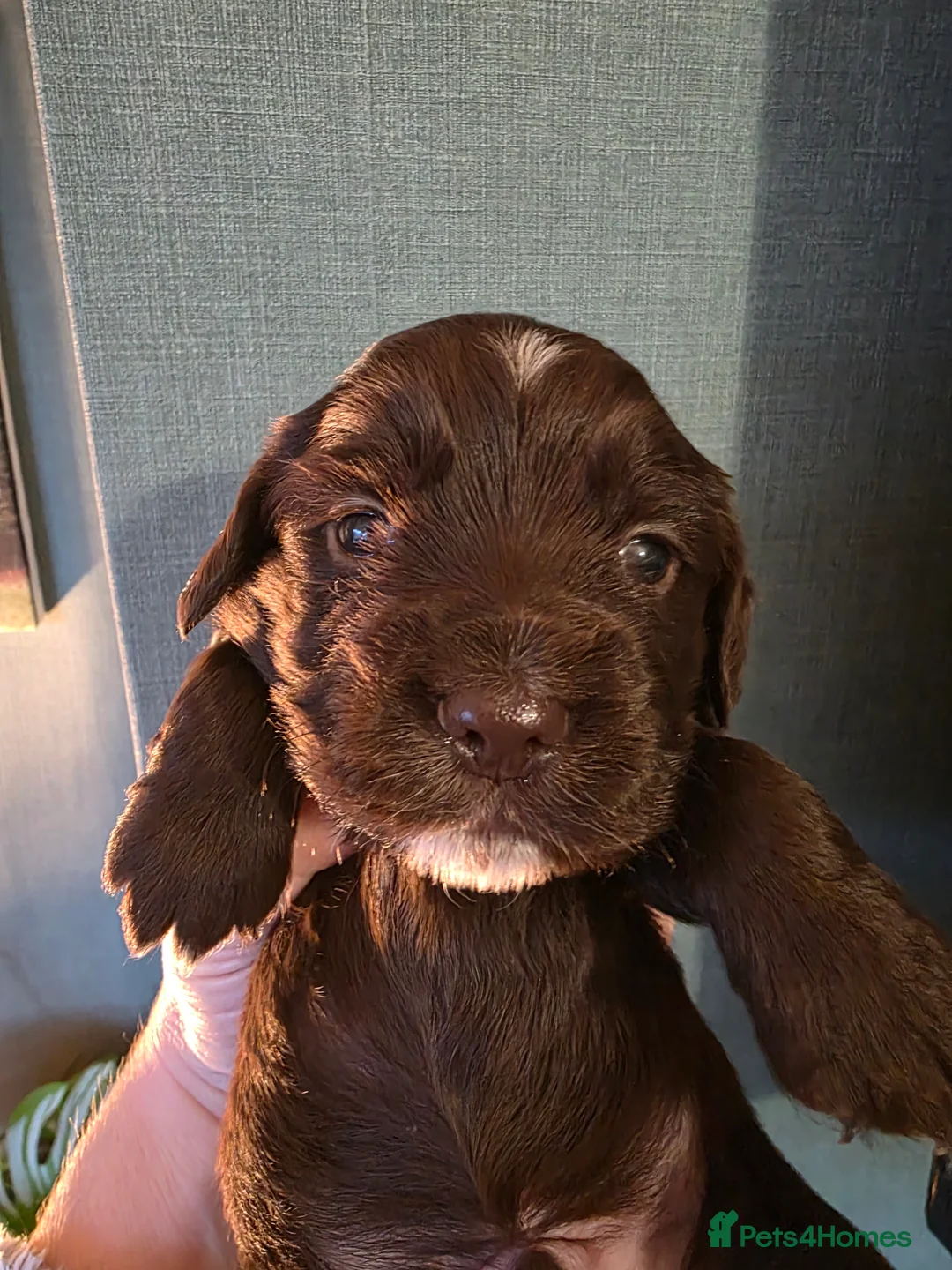 Cocker Spaniel dogs for sale: Choc roan cocker spaniel pups  - Advert 27