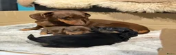 Miniature Dachshund dogs for sale: 1 Longhaired Miniature Dachshund Male - Advert 9