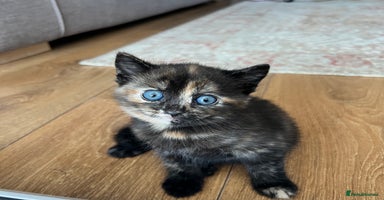 British Shorthair cats - Advert 7