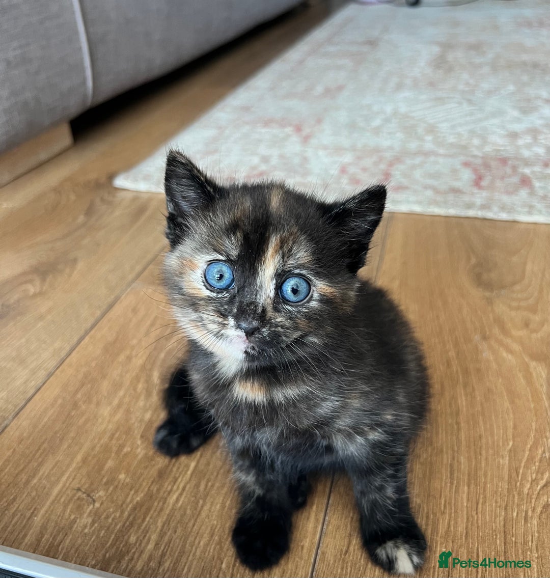 British Shorthair cats for sale: British Short hair kitten  - Image 2