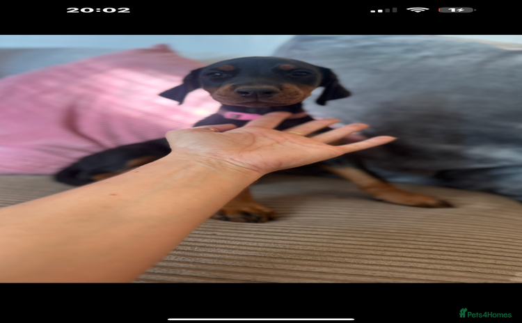 Dobermann dogs - Advert 1