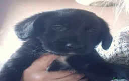 Borador dogs for sale: Border collie cross labrador puppies - Image 7