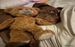 Mixed Breed dogs for sale: Male for rehoming  - Image 3