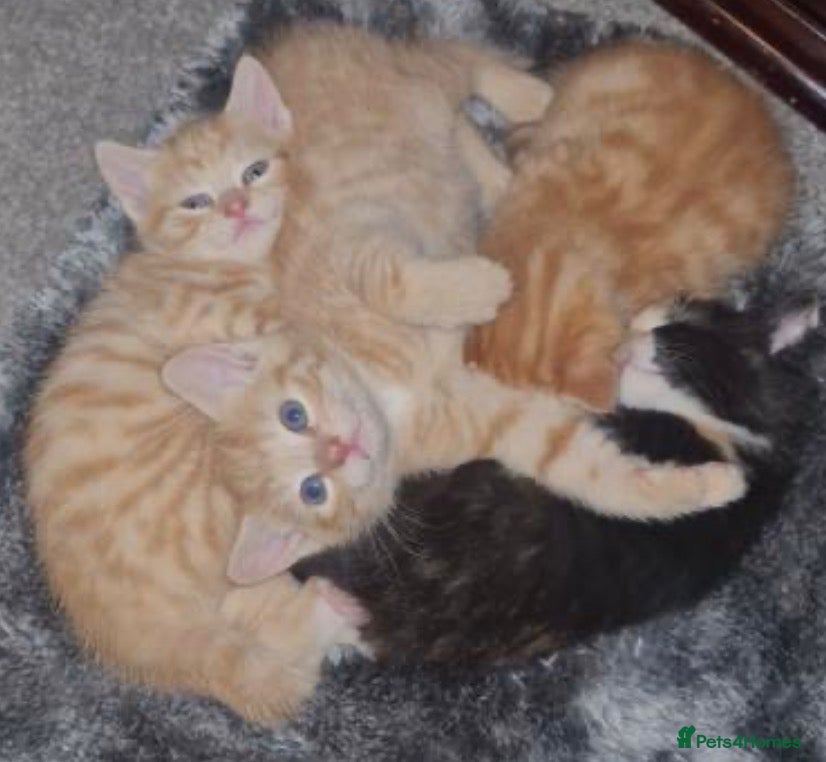Mixed Breed cats Gorgeous Kittens two left  - Advert 3