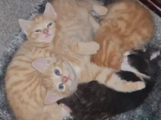 Mixed Breed cats Gorgeous Kittens two left - Advert 4
