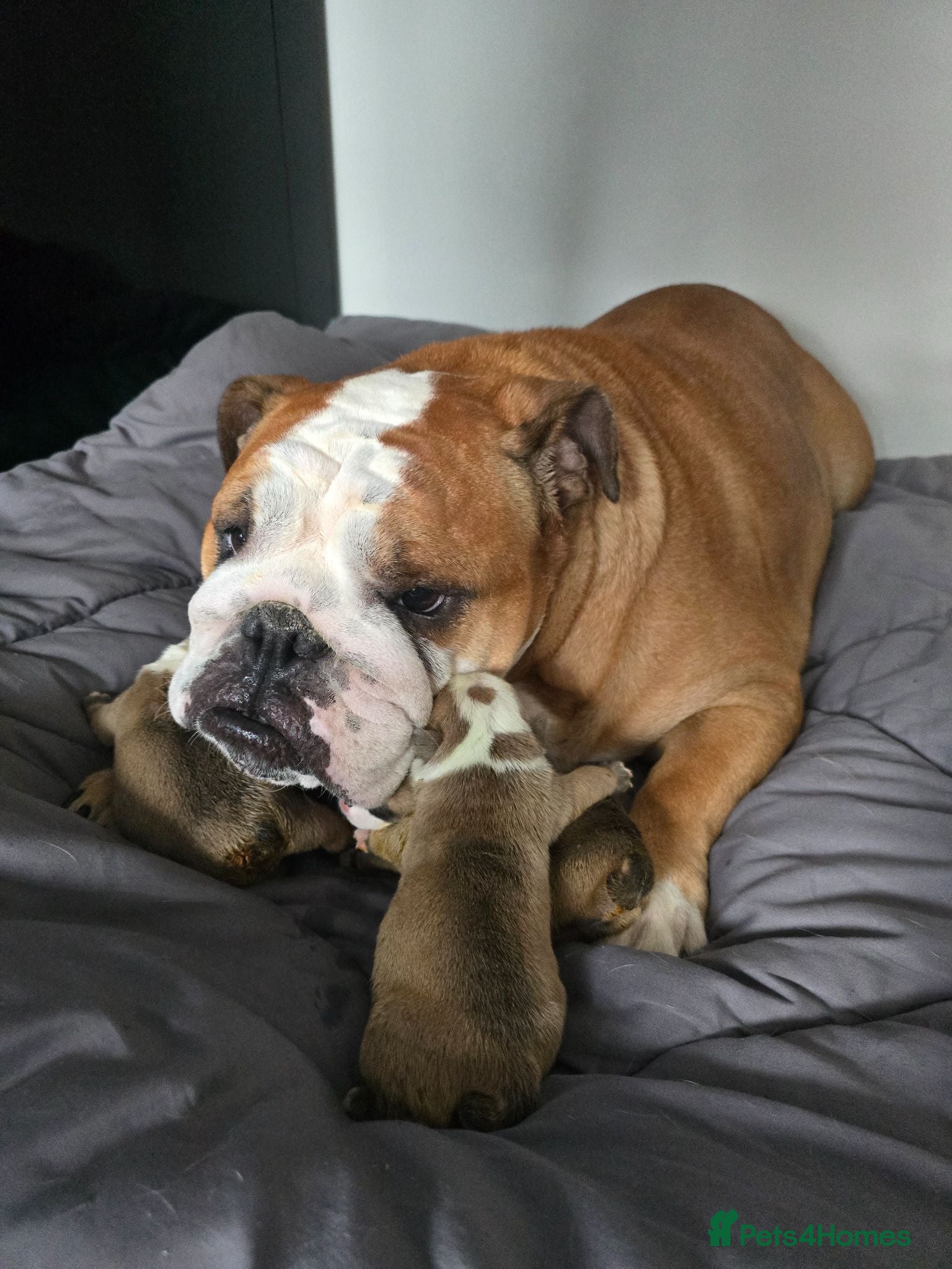 English Bulldog dogs KC English Bulldogs puppies  - Advert 1
